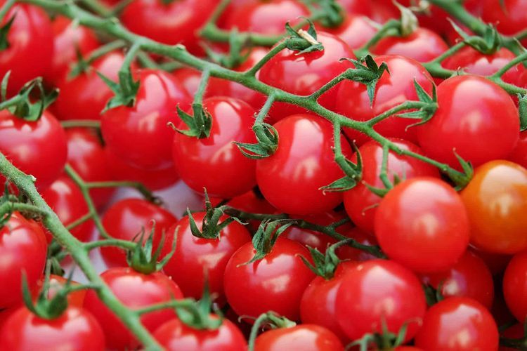 800 tonnes of tomatoes exported from Azerbaijan to Kazakhstan within two months 