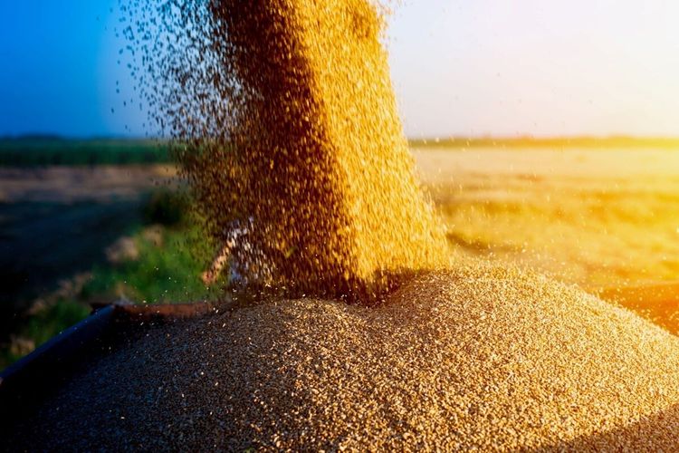 Rusiya müəssisəsinə 1 140 ton buğdanın Azərbaycana ixracına icazə verilib