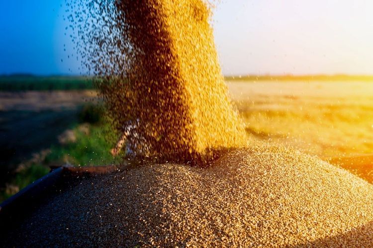 Russian enterprise allowed to export 1 140 tons of wheat to Azerbaijan