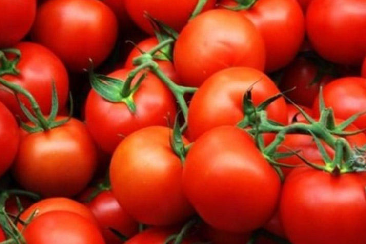 AQTA: Yerli pomidorlarda qonur qırışıqlıq virusu aşkar olunmayıb