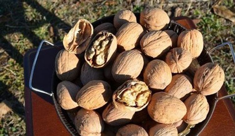 Mold fungi found in walnut kernels imported from Ukraine to Azerbaijan