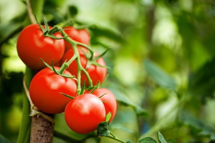 Kazakhstan resumes tomato import from Azerbaijan