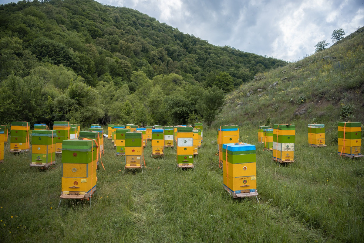 Kəlbəcər yaylaqlarına daha 2500 arı ailəsinin köçürülməsinə başlanılıb