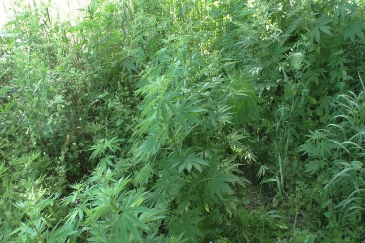 Tuğ kəndində narkotik tərkibli bitkilər aşkar edilib
