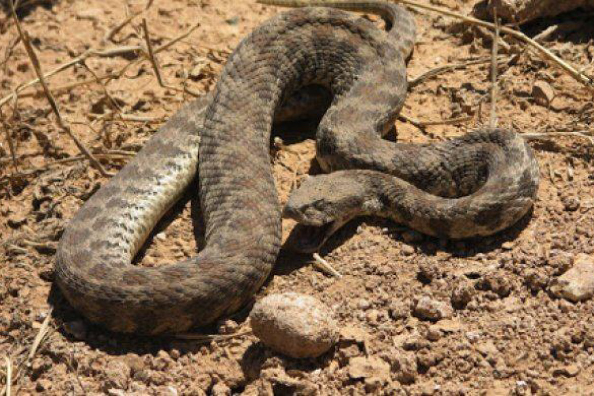 В Шеки 6-летнего ребенка ужалила змея