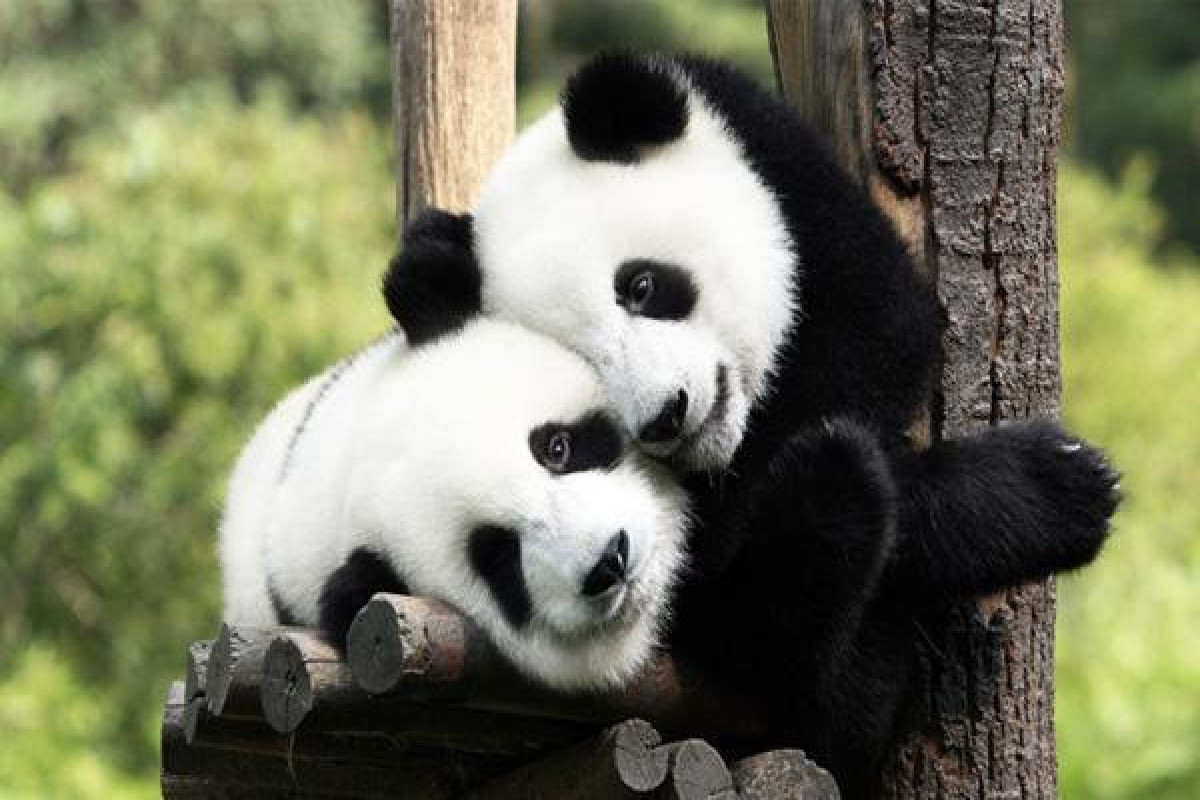 Third giant panda cub born in Malaysia