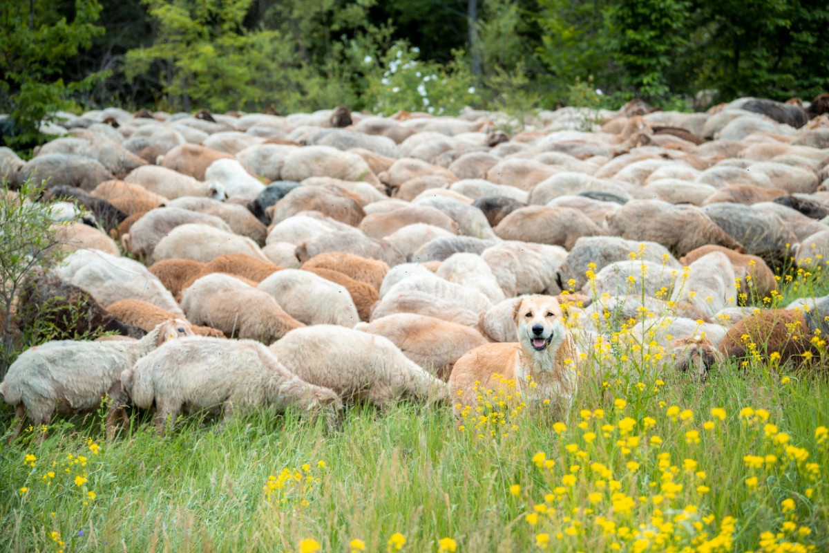 Завершен перенос на пастбища Кяльбаджара овцеводческих и пчеловодческих хозяйств-ФОТО 