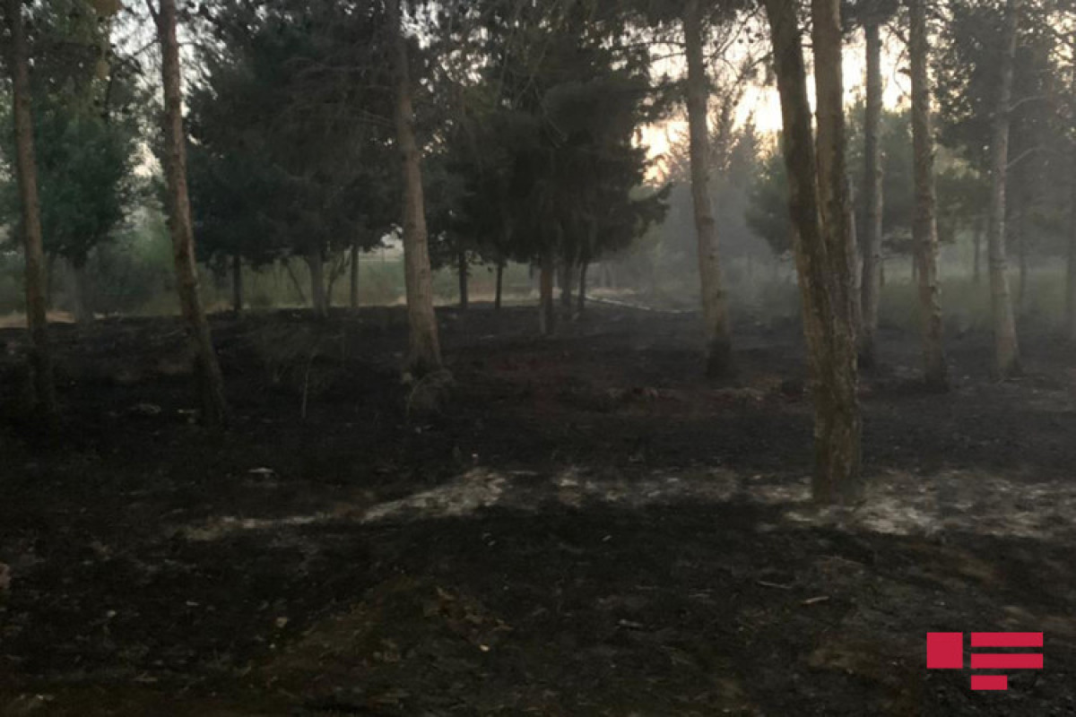 Пожар в лесистой территории в Бинагади потушен – ФОТО  -ВИДЕО -ОБНОВЛЕНО 