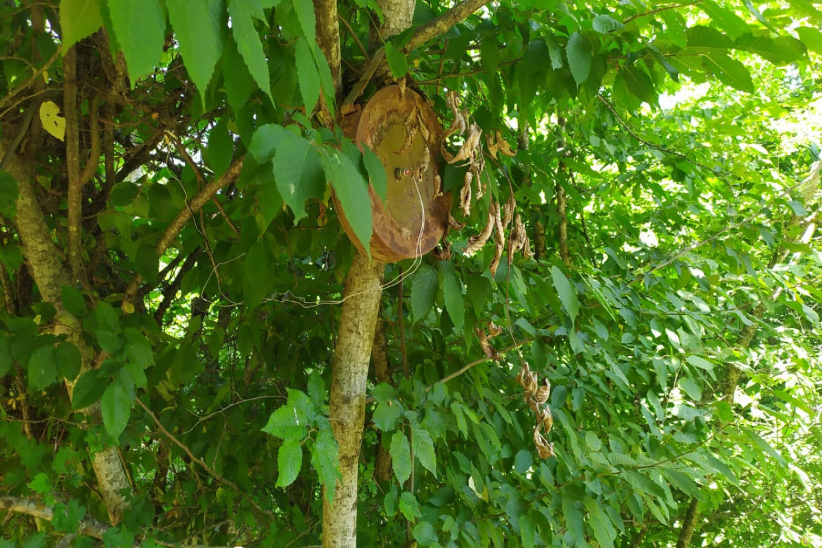 В Ходжавенде обнаружена противопехотная мина, установленная на дереве