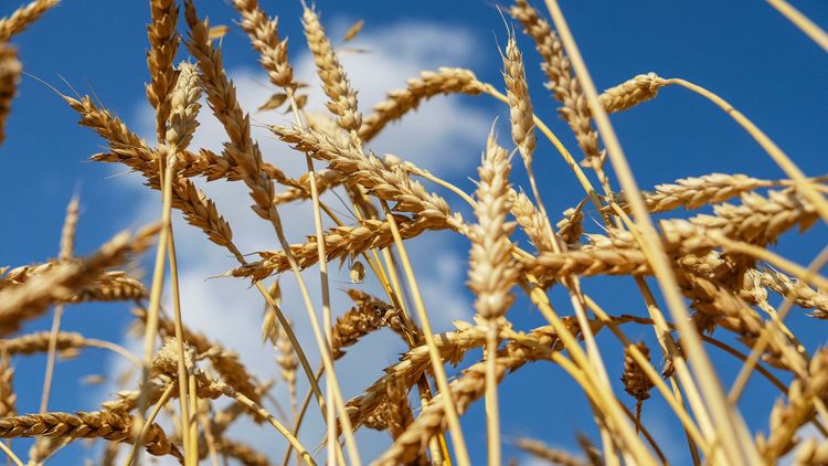 В России вдвое повысили пошлину на экспорт пшеницы