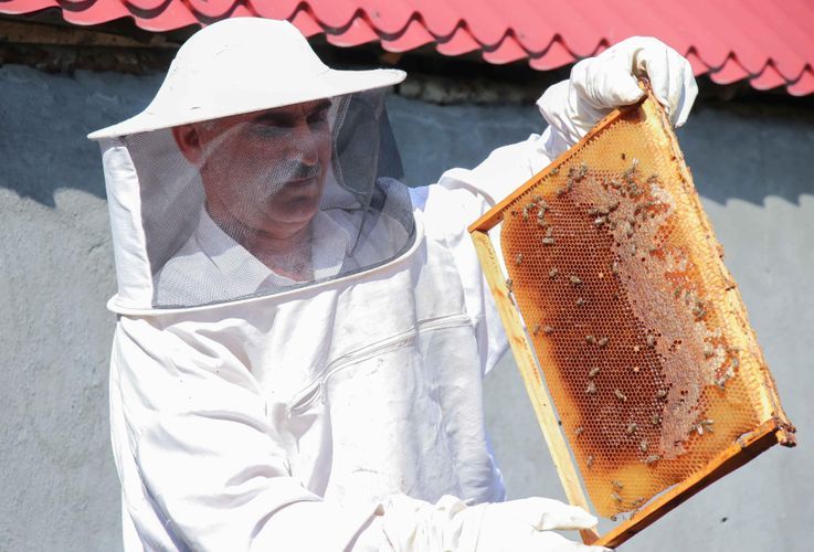 В прошлом году азербайджанские пчеловоды собрали более 6,6 тыс. тонн меда