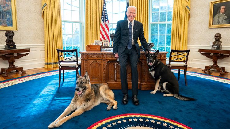 В Белом доме высказались о покусавшей человека собаке Байдена
