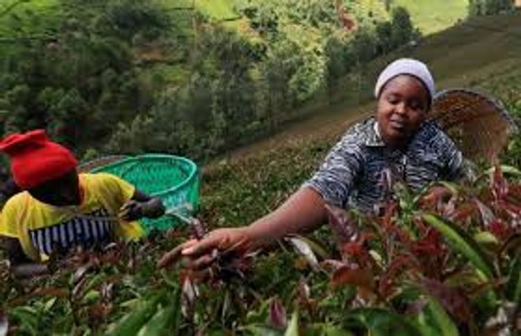 In Kenya, speciality tea finds favour with health conscious consumers