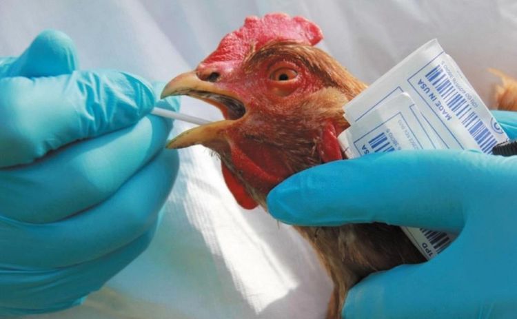 Роспотребнадзор: Новый тип вируса птичьего гриппа, видимо, будет передаваться от человека человеку