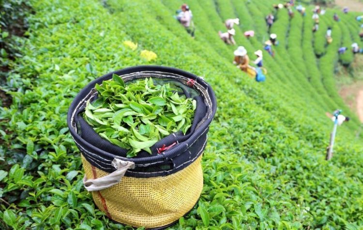 Азербайджан сократил импорт чая