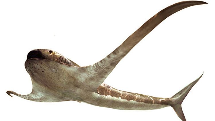 Палеонтологи нашли древнюю акулу с крыльями
