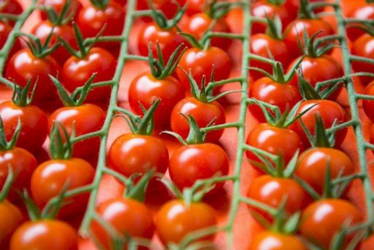 Azərbaycanın daha 8 müəssisədən Rusiyaya pomidor ixracına icazə verilib