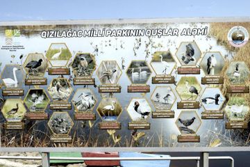 Leyla Əliyeva Qızılağac Milli Parkına səfər edib