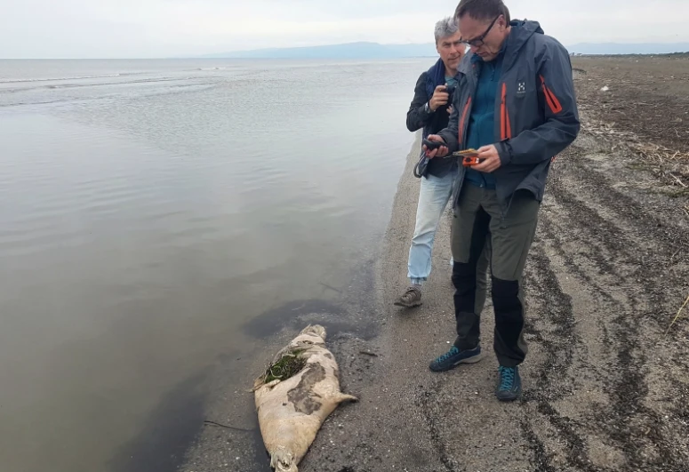 About 170 endangered seals found dead on Russia’s Caspian coast
