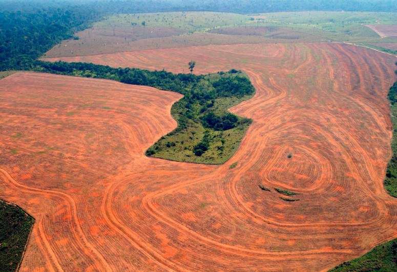Braziliyada Amazon meşələrinin qırılması davam edir