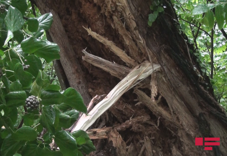 Сильный ветер повалил деревья в Балакенском и Загатальском районах-ФОТО 