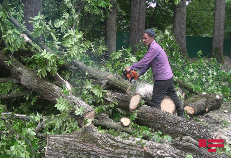 Сильный ветер повалил деревья в Балакенском и Загатальском районах-ФОТО 