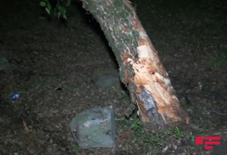 В Исмаиллы автомобиль врезался в дерево, погиб водитель-ФОТО 