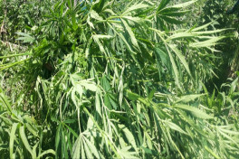 Zaqatala,  narkotik