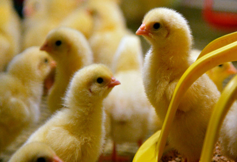 Китайские ученые предупредили об угрозе пандемии птичьего гриппа