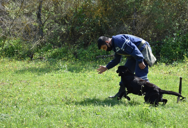 Минобороны Турции подарило МЧС Азербайджана собак-миноискателей – ВИДЕО  -ФОТО 