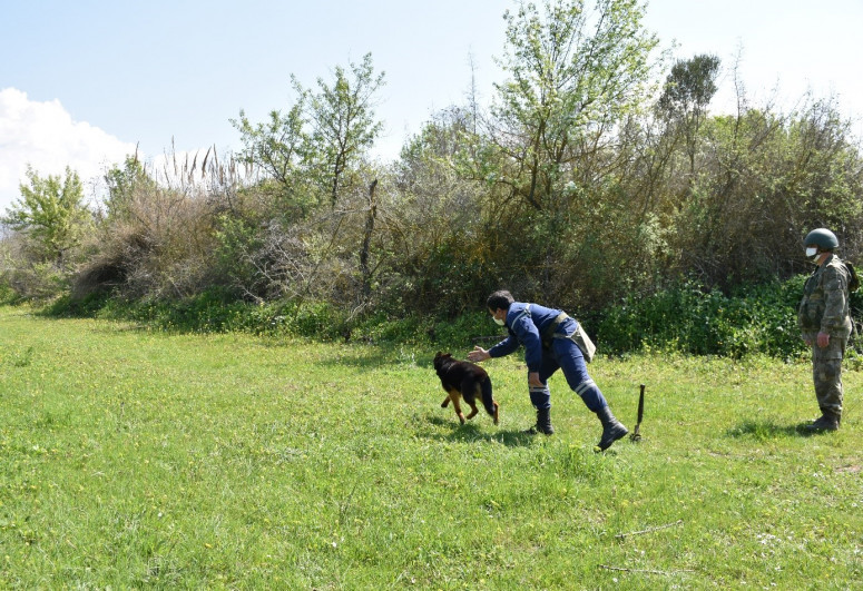 Turkish Defense Ministry presents mine detection dogs to the Azerbaijan's MES-PHOTO -VIDEO 