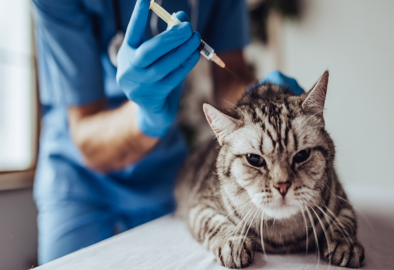 В России стартовала вакцинация животных против COVID-19