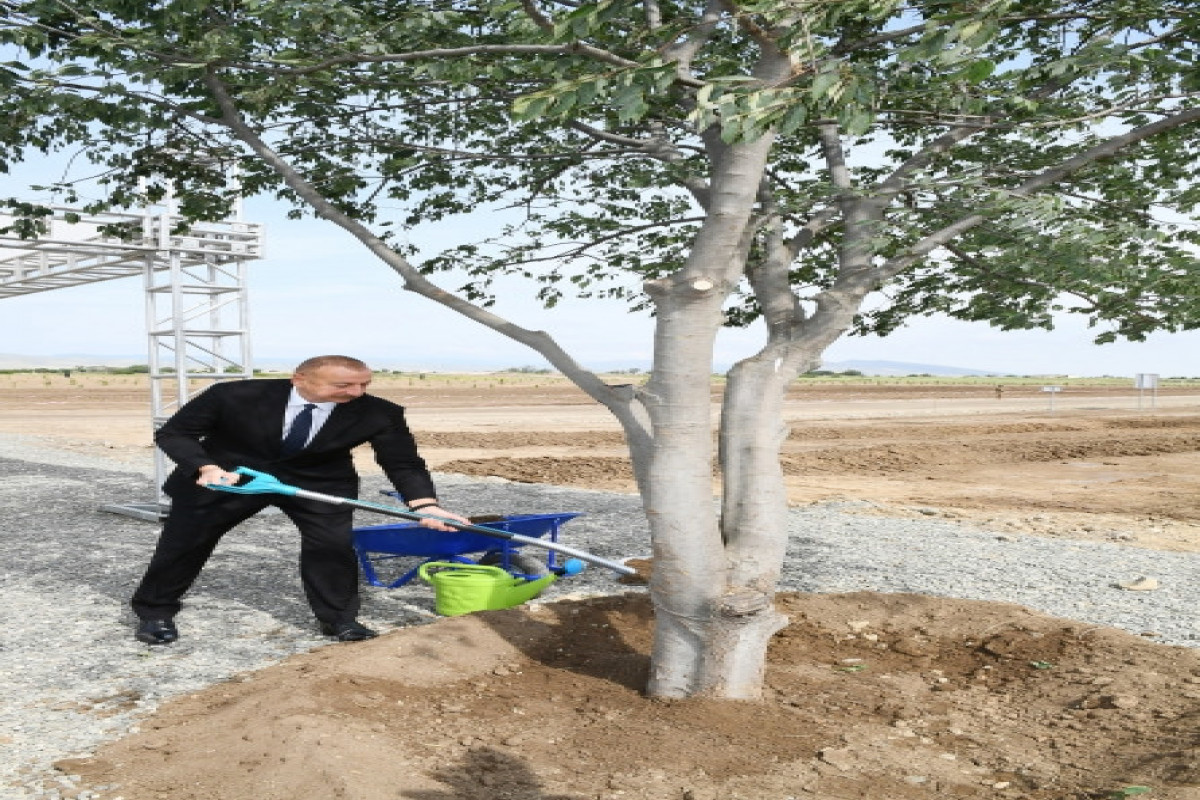 Президент Ильхам Алиев посадил дерево в Агдамском городском лесопарке-ОБНОВЛЕНО 