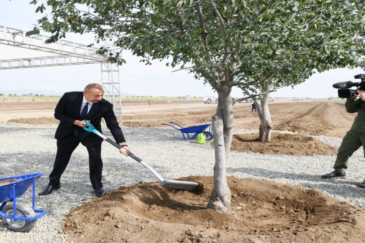 Президент Ильхам Алиев посадил дерево в Агдамском городском лесопарке-ОБНОВЛЕНО 
