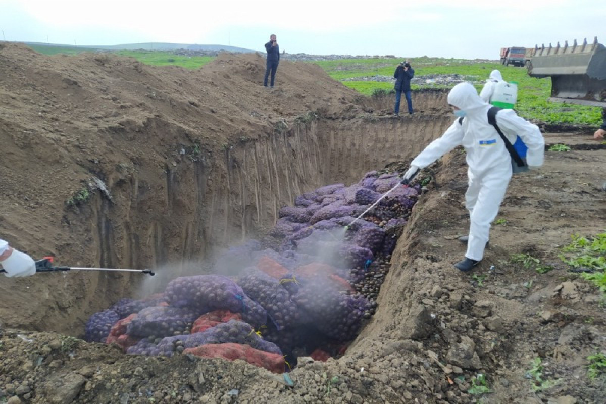 Rusiyadan idxal edilən 67 ton kartof məhv edilib