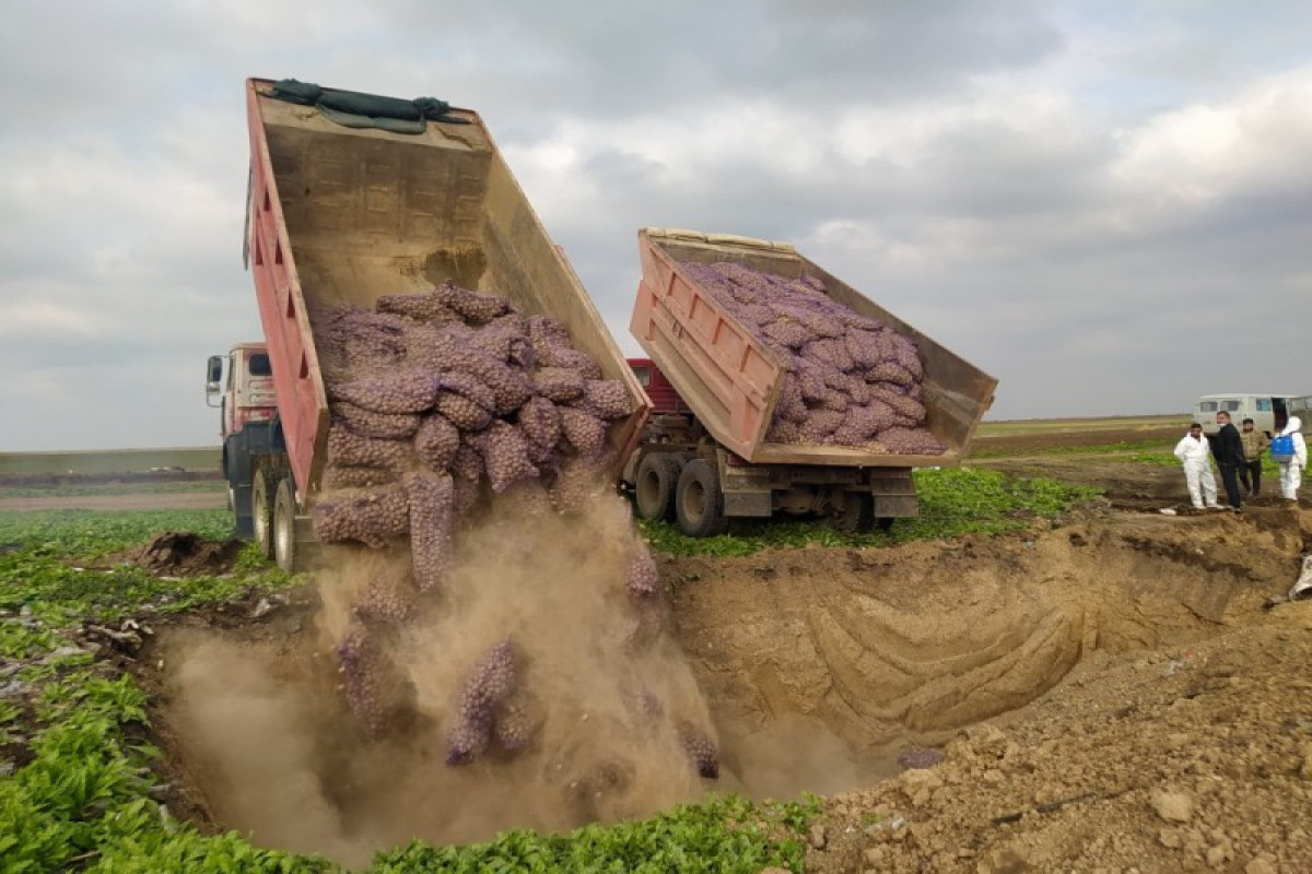 Уничтожено 67 тонн ввезенного из России картофеля