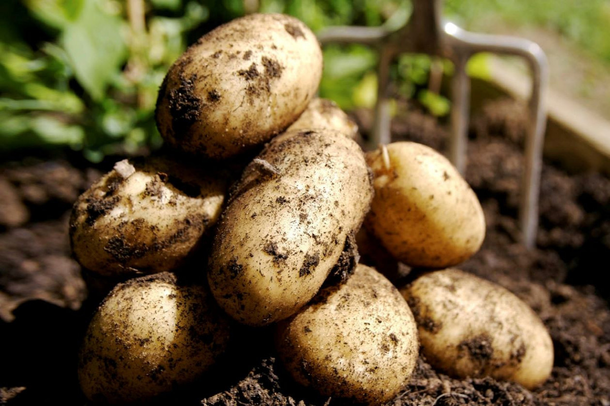 Azerbaijan increases potato production
