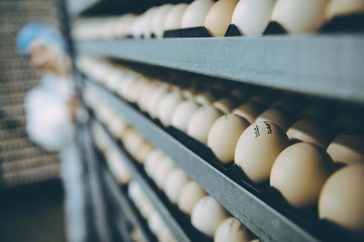 Egg production decreases in Azerbaijan