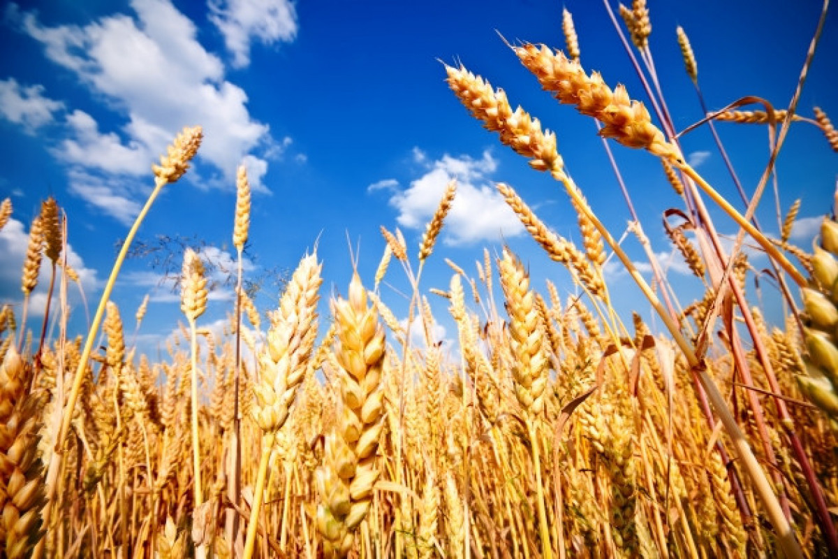 Азербайджан увеличил производство пшеницы