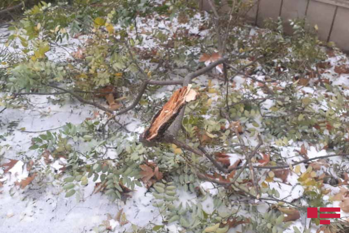 Ветер, снегопад и буря нанесли ущерб в Шамахинском районе