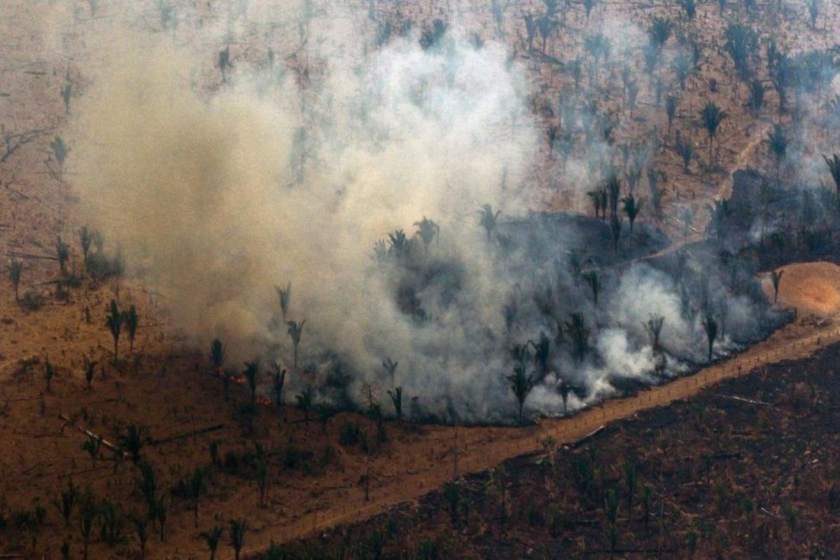 Amazon sees worst deforestation in 15 years