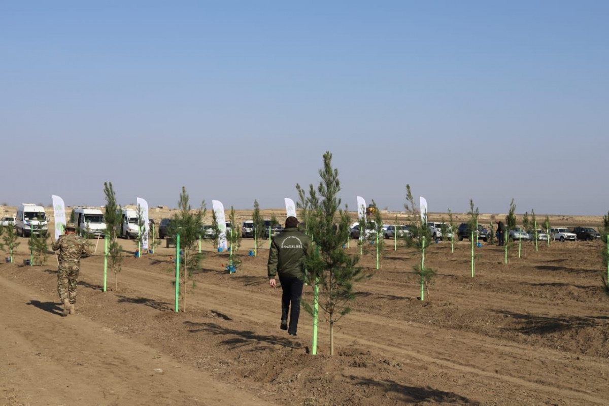 По случаю годовщины освобождения от оккупации города Агдам проведена акция посадки деревьев