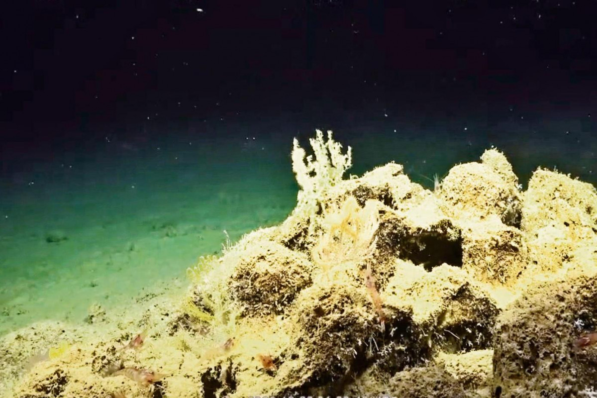 Ancient corals discovered off Hainan coast for first time