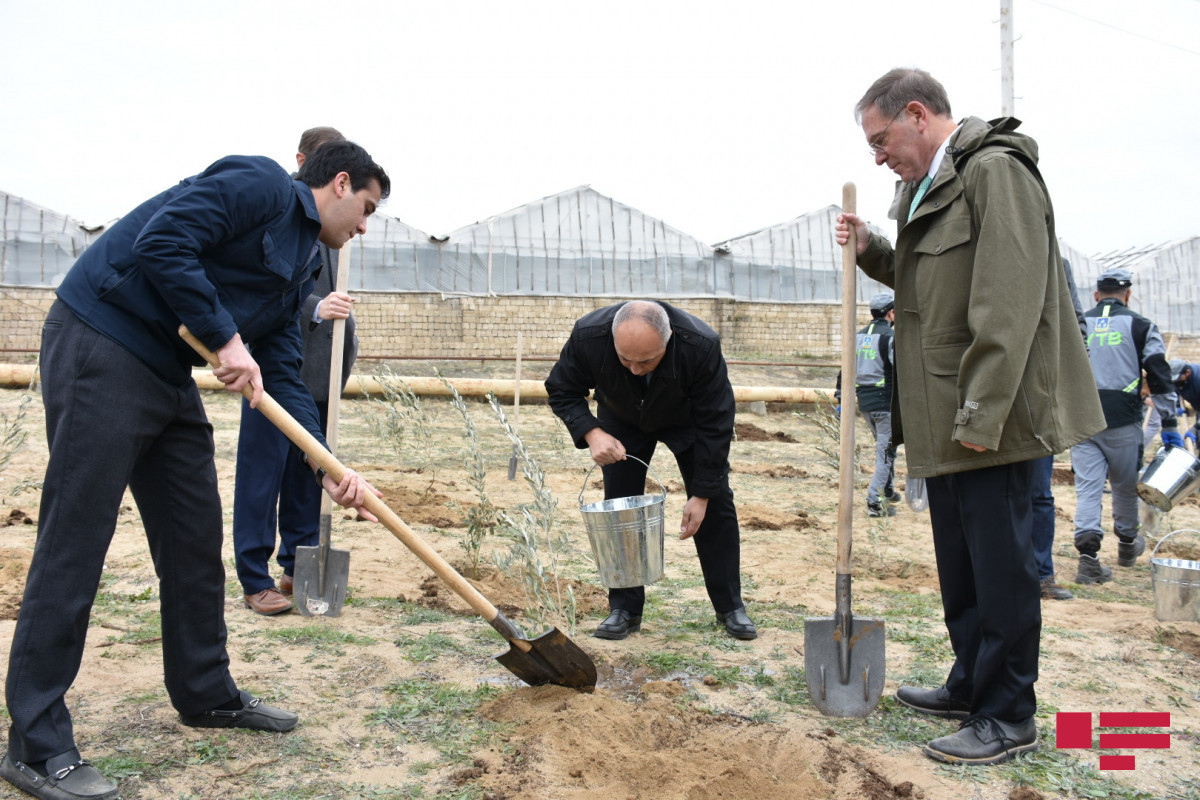 Посольство США в Азербайджане провело акцию по посадке деревьев
