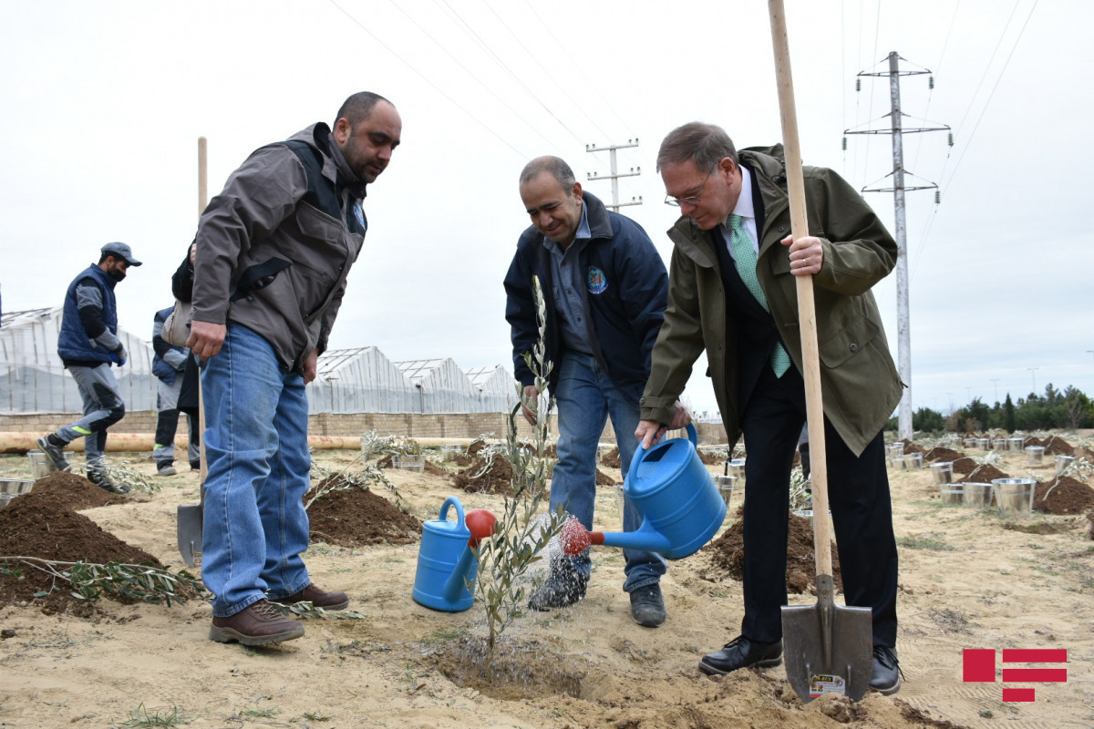 Посольство США в Азербайджане провело акцию по посадке деревьев