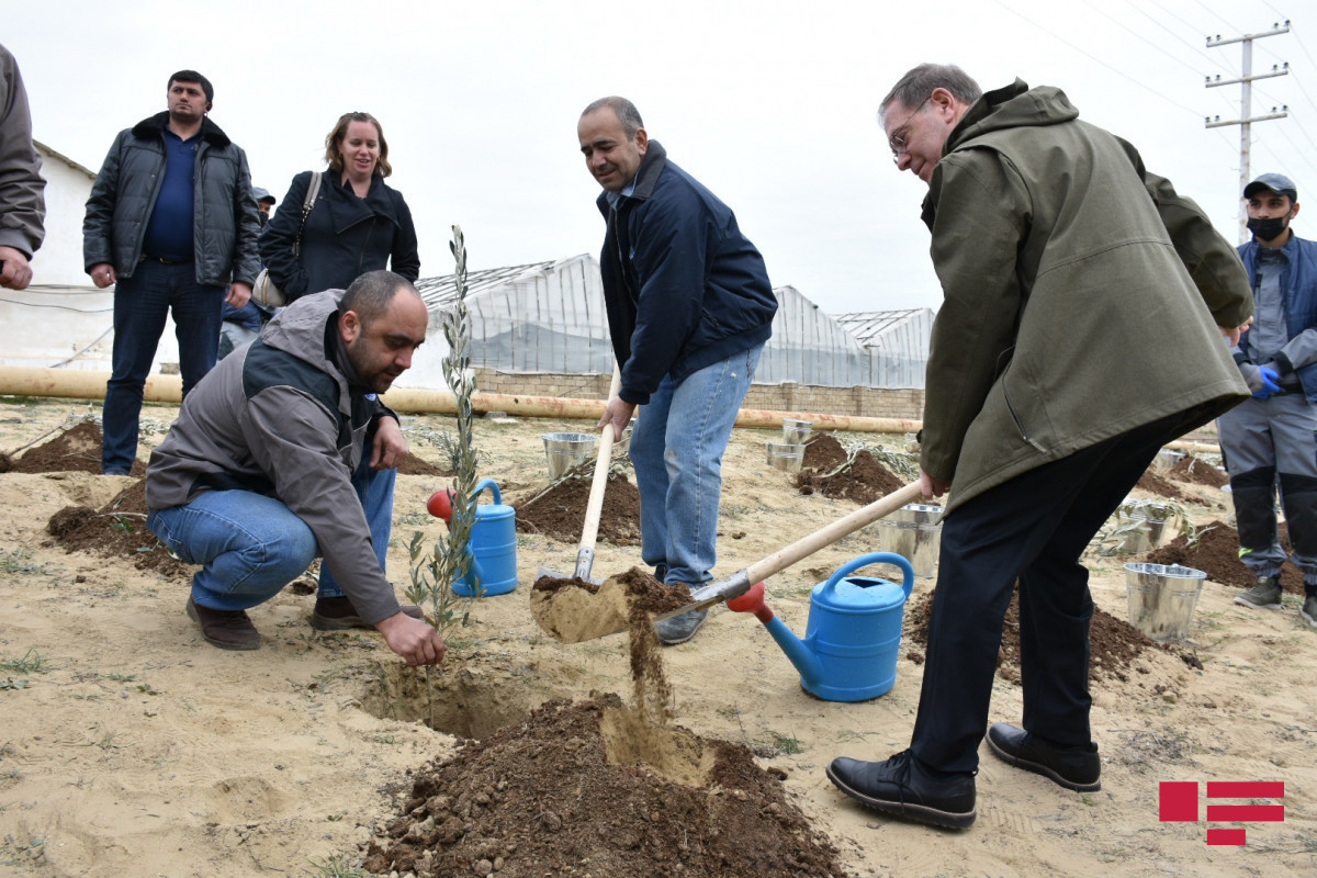 US embassy held  tree-planting campaign in Baku