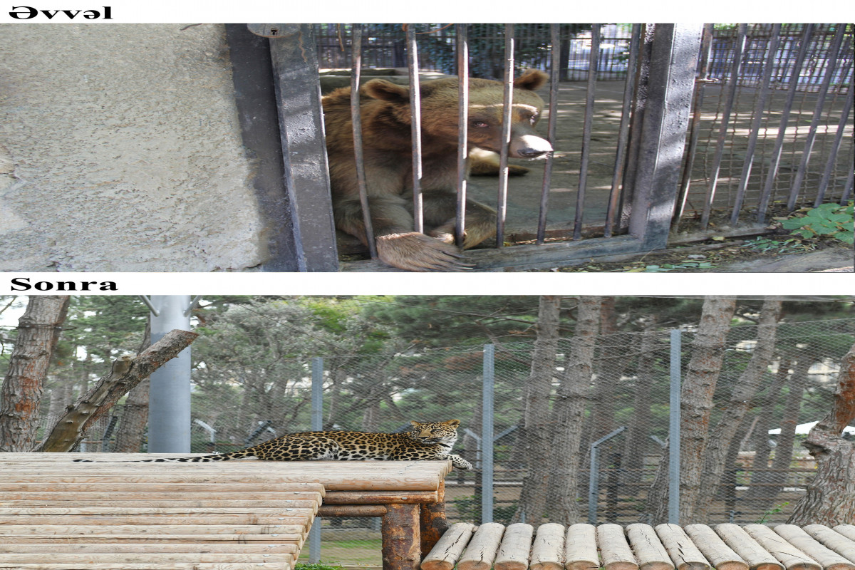 Президент Ильхам Алиев и Мехрибан Алиева приняли участие в открытии реконструированного Бакинского зоопарка-ФОТО-ВИДЕО-ОБНОВЛЕНО 