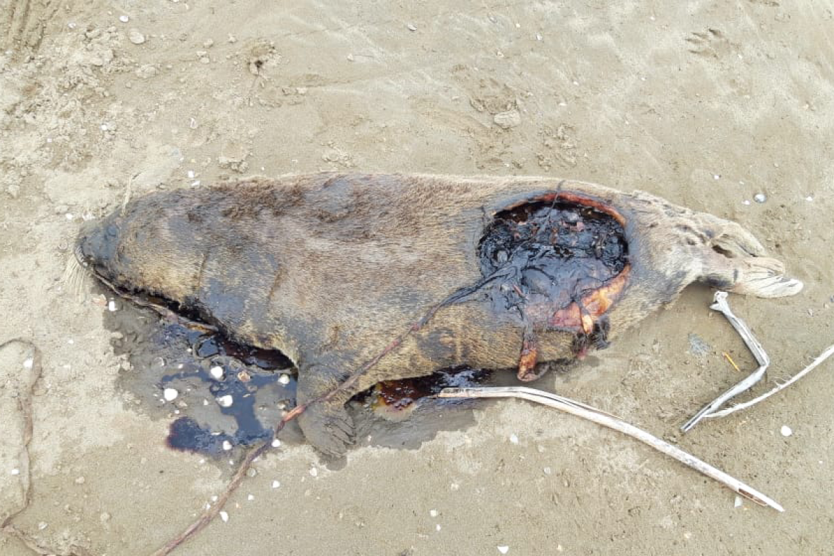Bodies of 10 seals found in Pirshaghi coast of Caspian Sea