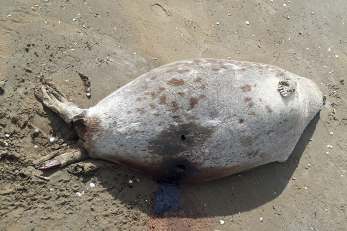 Bodies of 10 seals found in Pirshaghi coast of Caspian Sea