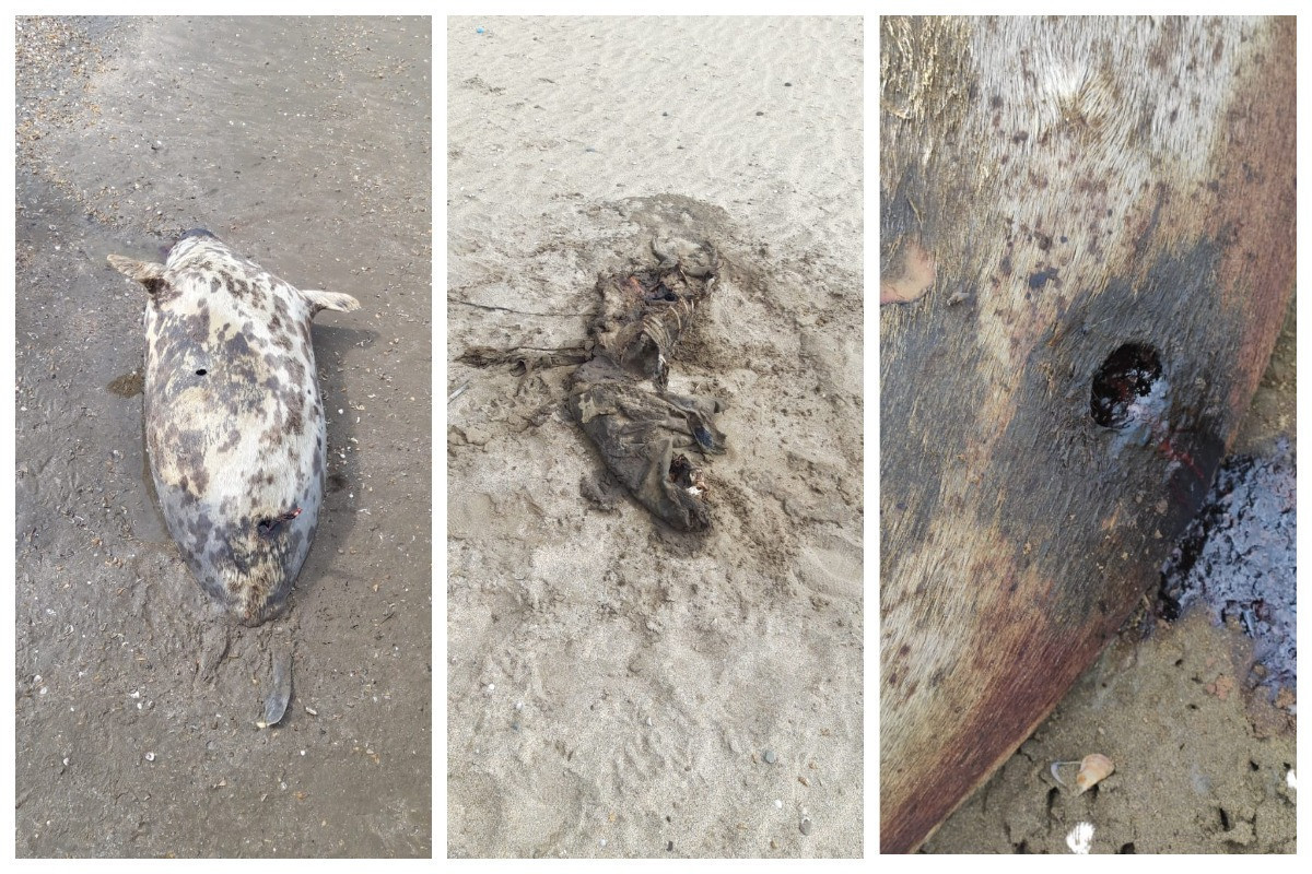  На побережье Каспия обнаружено 10 мертвых тюленей